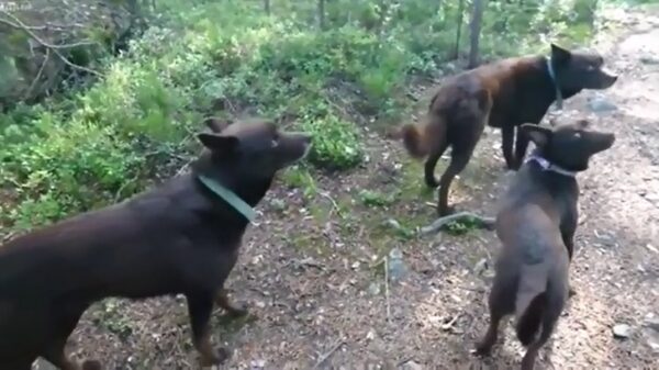 Gast loopt opgezette honden in het wild tegen het lijf