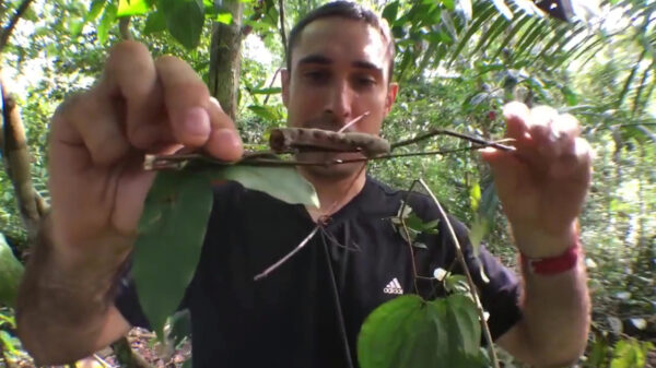 Deze rups heeft wel een heel freaky camouflagetrucje