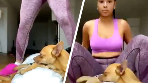 Pssst, wel eens een fitgirl met een vliegende hond gezien?