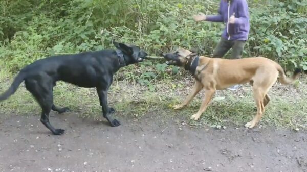 Gevecht tussen agressieve honden krijgt ineens een vrolijke noot