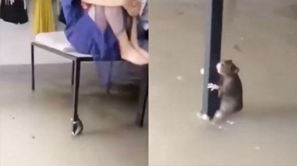 Huis overstroomd in China; vrouwen, kinderen en muizen eerst!