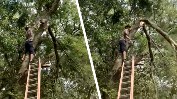 Buurman, heb je misschien wat hulp nodig bij het snoeien?