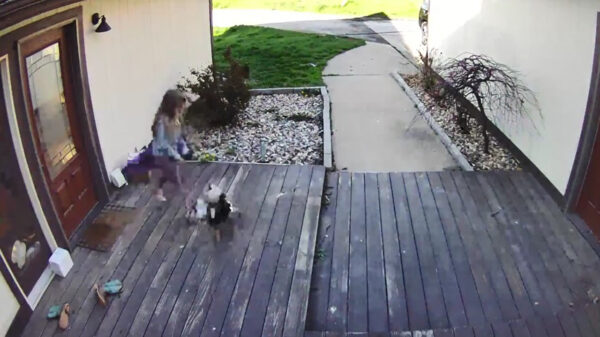 Koter wordt bij thuiskomst aangevallen door mannelijke kip met haantjesgedrag