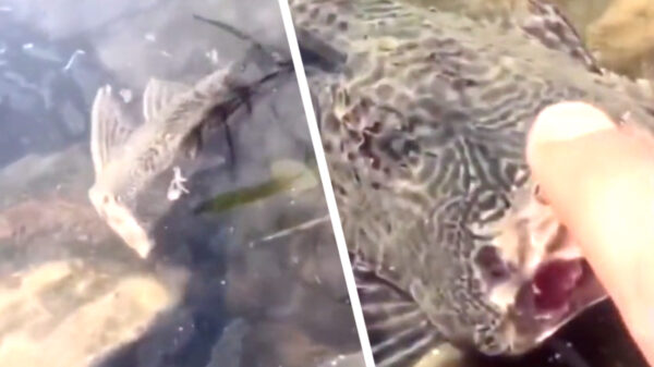 Wel eens iemand als een vis zonder kop rondjes zien zwemmen?