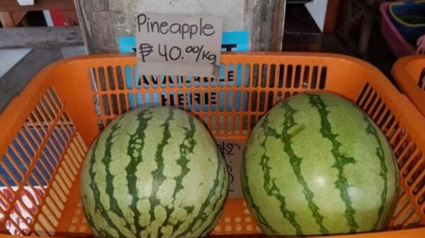 Deze 18 faalhazen wisten zelfs de enige taak die ze hadden te verprutsen