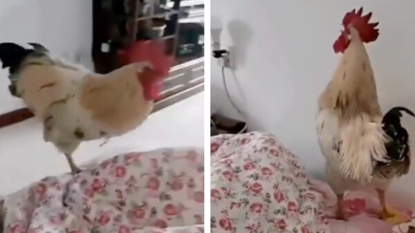 Goedemorgen: wedden dat je van deze wekker altijd wakker wordt?