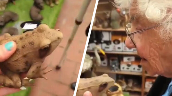 Deze oma zou zo de nieuwe David Attenborough kunnen zijn