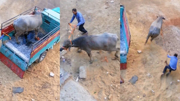 Koe is niet van plan om in de vitrine van de slager te belanden