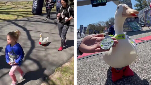 Heb je al eens een eend de marathon zien lopen en een medaille zien winnen?