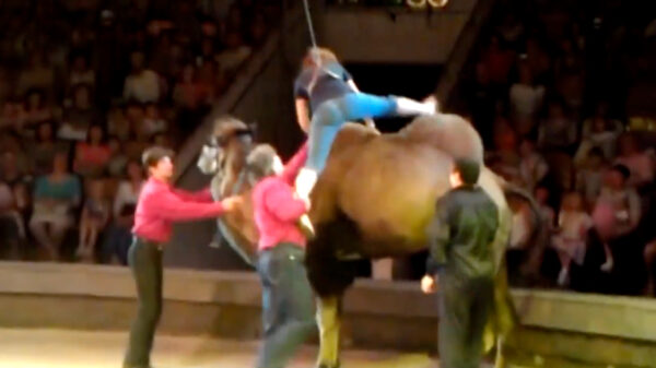 In het circus uit je broek scheuren terwijl het hele publiek meekijkt