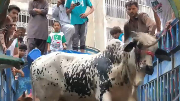 Stier gaat door het dolle als hij uit vrachtwagen wordt gehaald