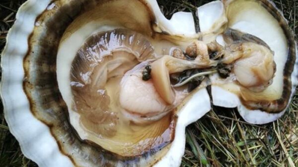 Door de helft zien sommige normale dingen er ineens heel bijzonder uit (2)