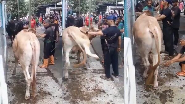 Koe wil niet geslacht worden en laat man een aantal tandjes spugen