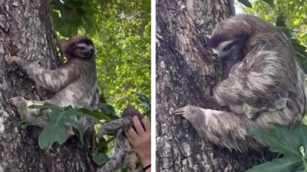 Helden van de dag herenigen baby-luiaard met zijn moeder
