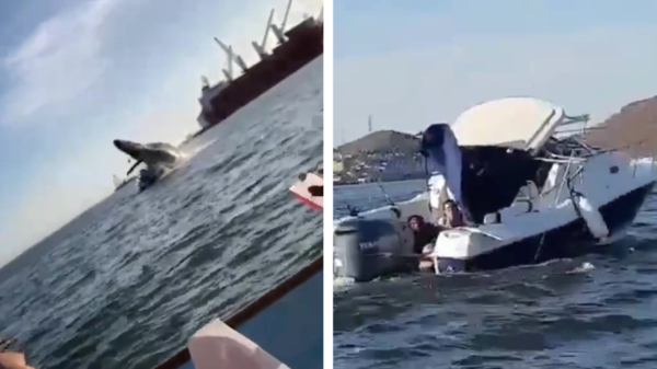 Vier gewonden in Mexico nadat enorme bultrug bovenop bootje met toeristen landt