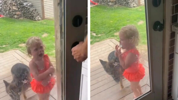 De perfecte lifehack als je koter weer aan de deur staat te jengelen