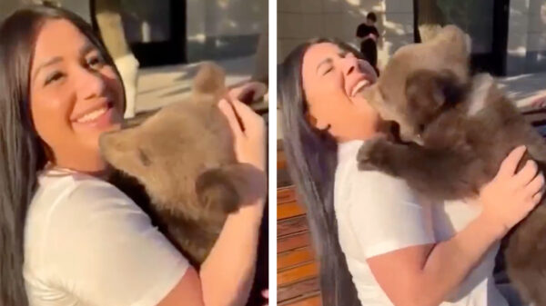 Verrassend. Schattig wild Russisch beertje is helemaal niet zo schattig