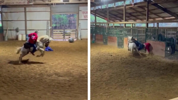 Ruiter wordt eraan herinnerd waarom ze bij het paardrijden een helm dragen