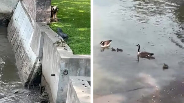 Hoe je direct kunt zien welk eendje uit het nest het slimste is