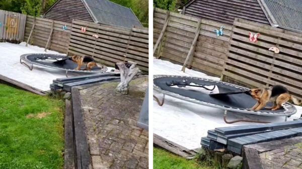 Neem een hond zeiden ze; da's leuk zeiden ze