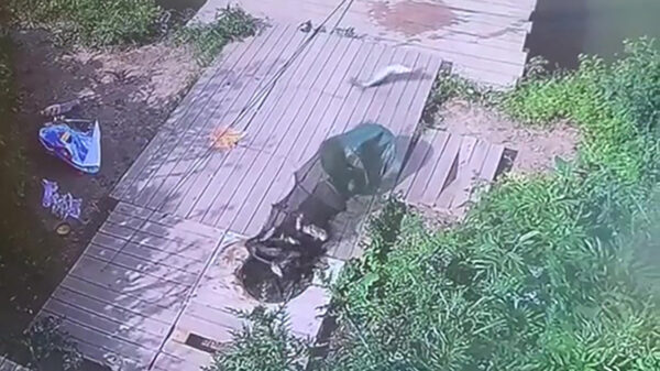 Joejoe, ik ben er weg van: vis blijkt over spectaculaire ontsnappingskills te beschikken