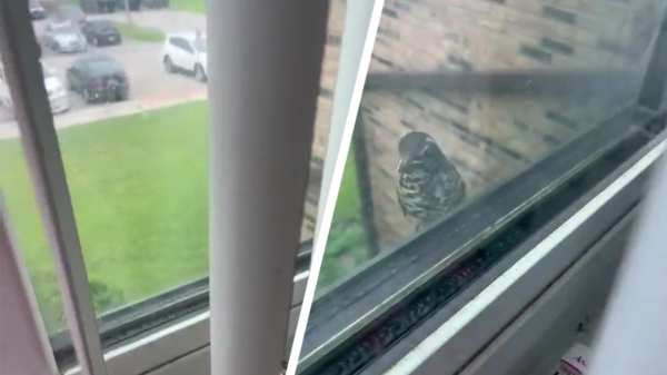 Vrouw vindt een schattig vogeltje op d'r vensterbank maar haar vreugde was van korte duur