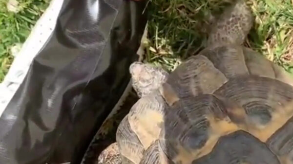 Schildpad heeft blijkbaar een enorme hekel aan de kleur zwart