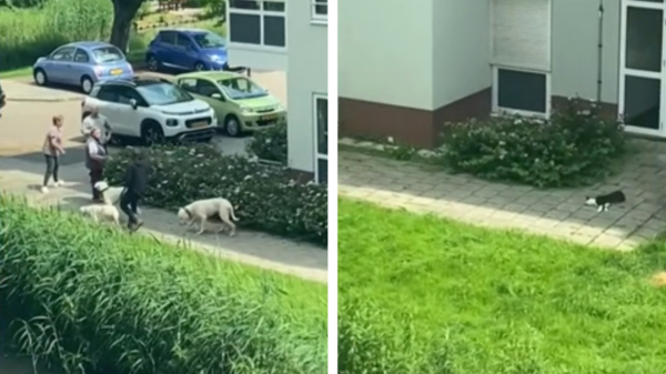 Baasje loopt in Papendrecht gewoon door nadat zijn hond een kat doodbijt