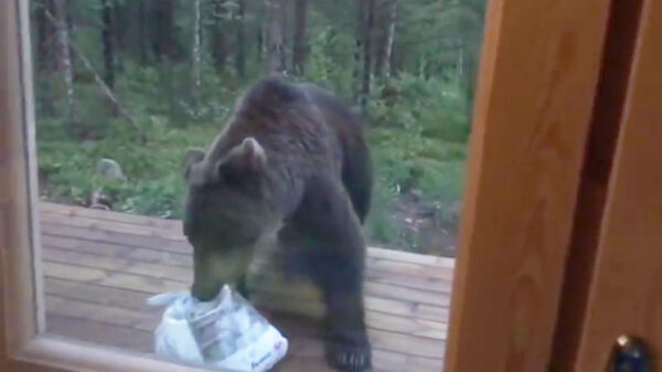 Hey gek, blijf eens van mijn vuilnis af!