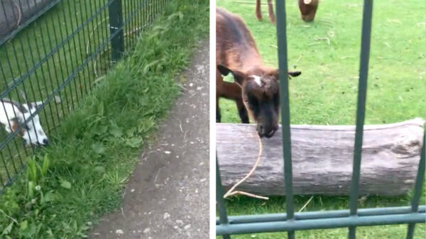 Hey Snelle! Mag ik je handtekening?