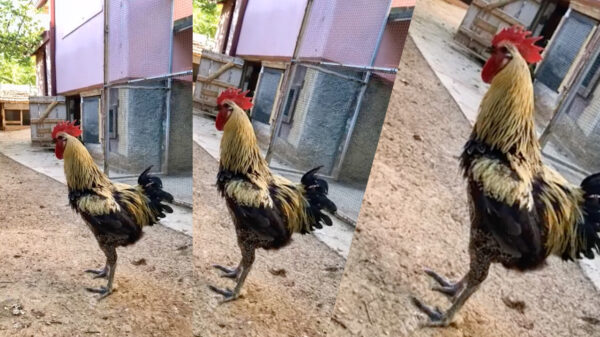 Goedemorgen: even rustig wakker worden met Hennie de Haan