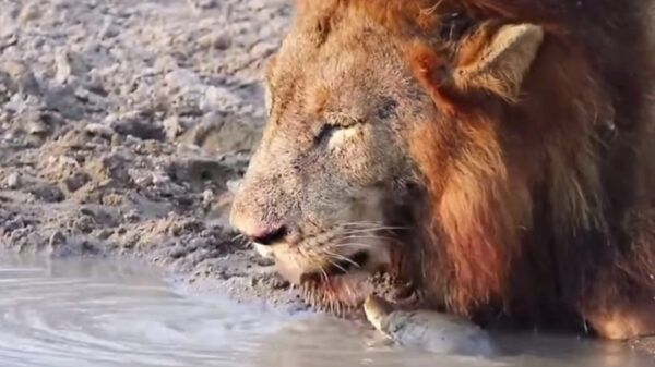 Hey patserige haarbal, dit is mijn drinkplek!