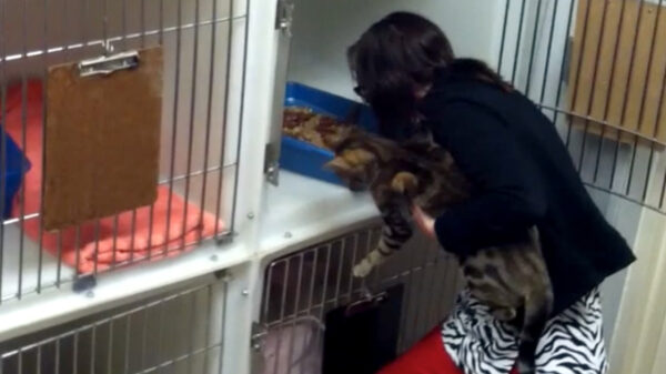 IJverige medewerkster van asiel maakt netjes de kattenbak leeg