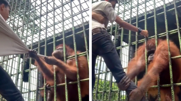 Bezoeker dierentuin komt te dicht bij de kooi en wordt door orang-oetan gegrepen
