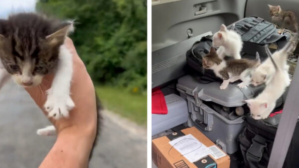 Man probeert kitten te redden maar loopt rechtstreeks hinderlaag in