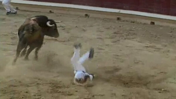 Uitslover daagt stier uit en wordt als een lappenpop door de lucht gegooid
