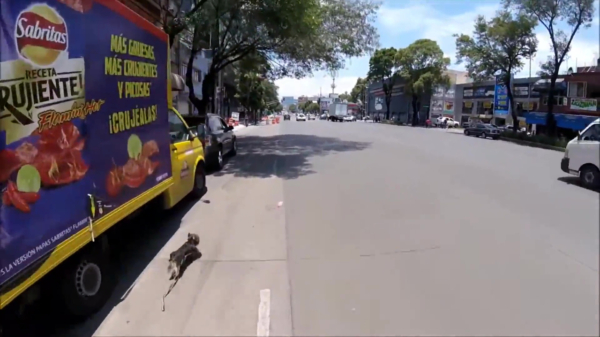 Fietser achtervolgt ontsnapte hond over drukke straat en weet het beestje te redden