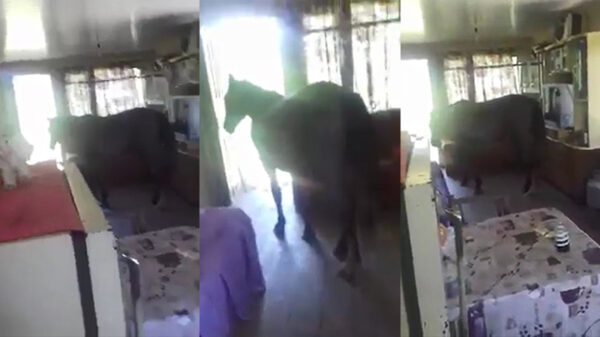 Vrouw komt erachter dat een paard niet ideaal is voor in de woonkamer
