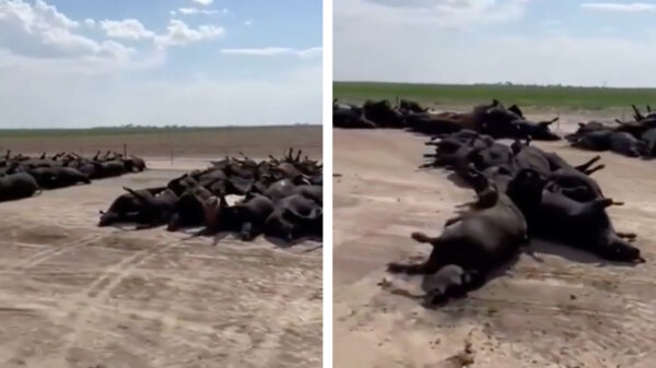 Bizarre taferelen in Kansas waar 2000 koeien zijn gestorven door extreme hitte