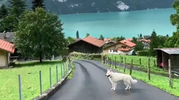 Je hond uitlaten in Zwitserland is helemaal geen straf