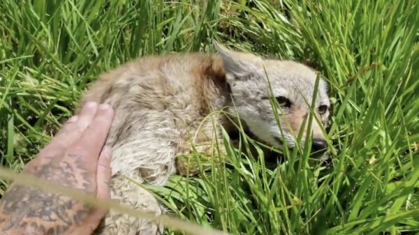 Een coyote stel je gerust door met een onvervalst Chicago's accent op hem in te praten