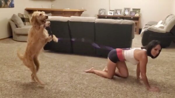 Ondertussen op het internet: hond traint baasje voor nieuwe circusact