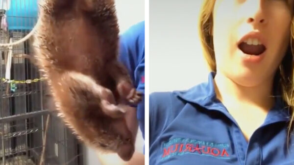 Waarom je als vrouw beter geen stekelvarken als huisdier kunt houden