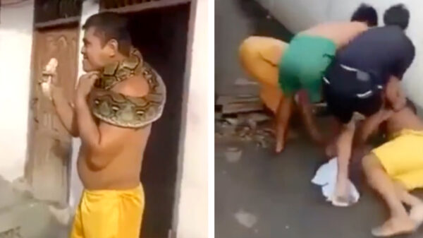 Kerel verliest bijna zijn leven dankzij z'n huisdier Pieter de python