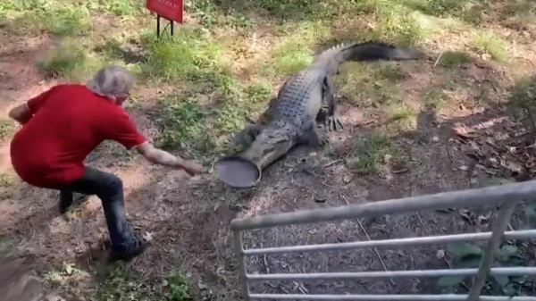 Aussie-eindbaas jaagt agressieve krokodil weg met een koekenpan