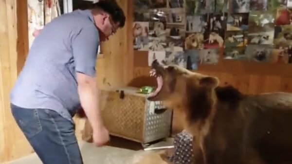 In Rusland doen ze niet zo moeilijk, want daar is alles een huisdier