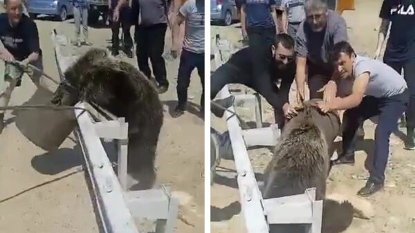 Helden helpen onhandige beer die ruzie heeft met een melkbus