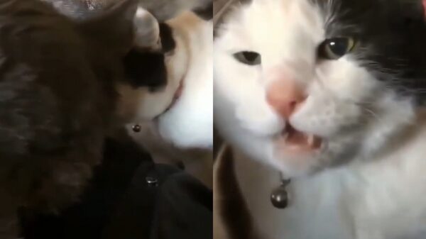 Nieuwsgierige Spunky is een beetje beduusd na ontdekkingsreis