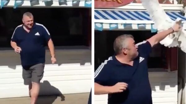 Meeuw die vers ijsje wil jatten krijgt meteen een directe linkse op z'n snavel