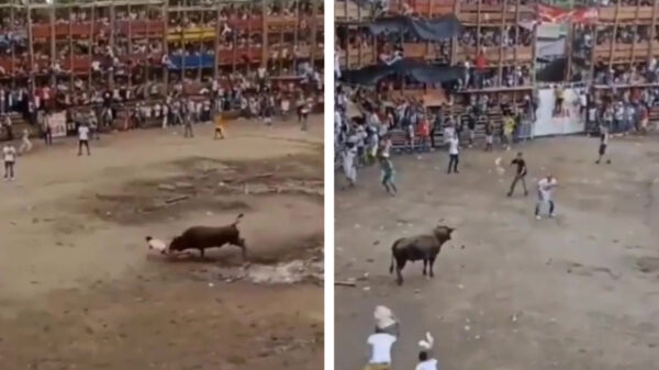 Stier neemt wraak op toeschouwer na instorten tribune tijdens stierengevecht